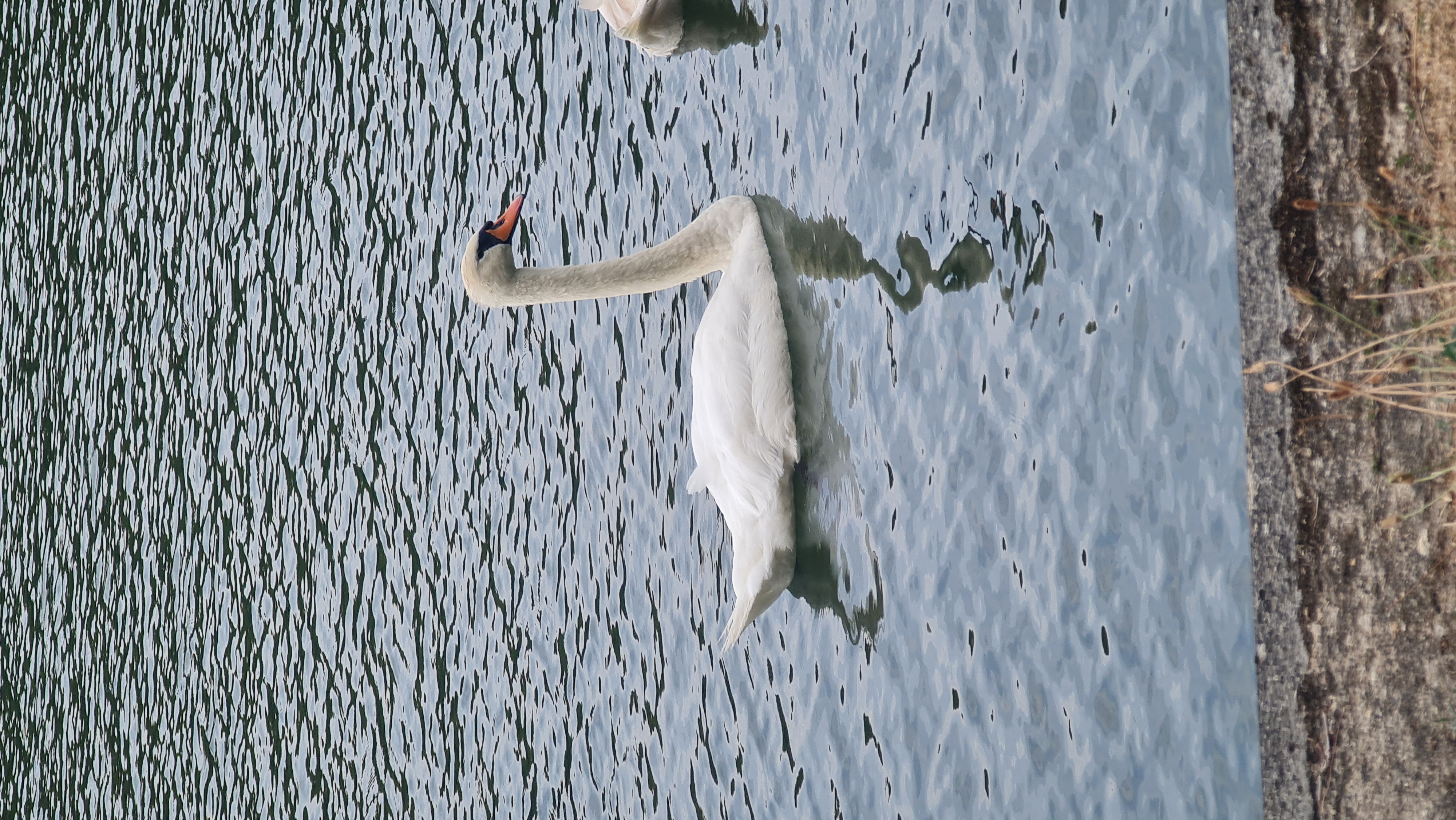 Je ne sais pas si c'est bon cygne