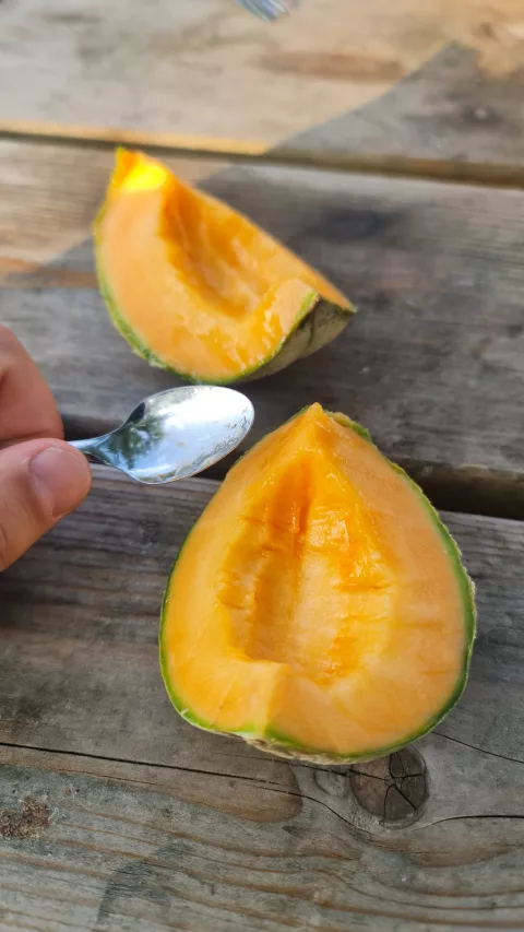 Melon du soir