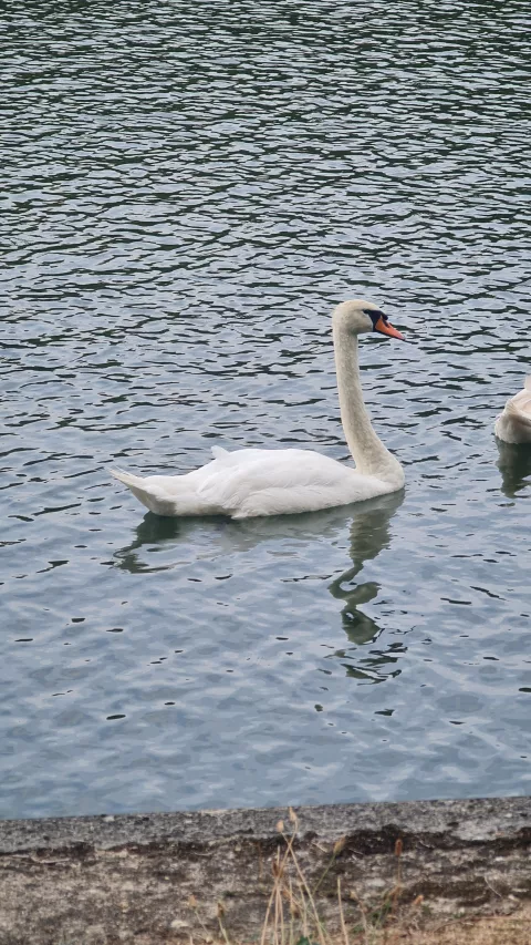Je ne sais pas si c'est bon cygne