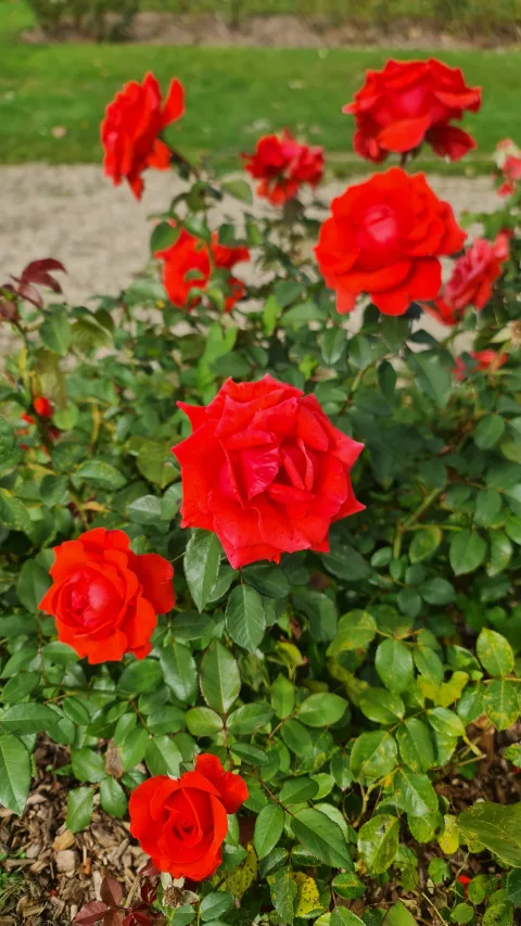 Les roses de la roseraie 