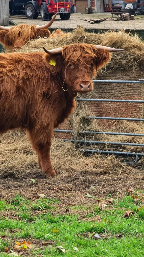 Une vache stylée 