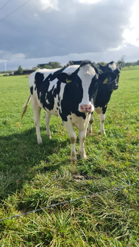 Holy cow!
