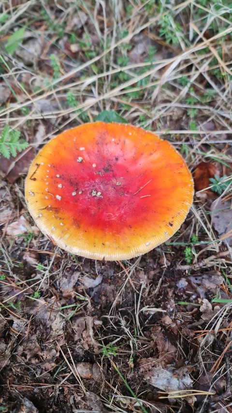 This mushroom is really beautiful.